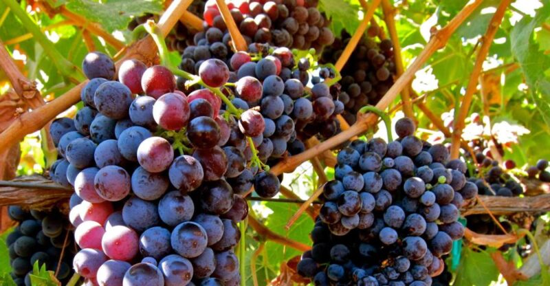 From Atlanta: Half-Day Wine Country Tour - Visiting Canoe Winery: Georgias Vineyard Charm