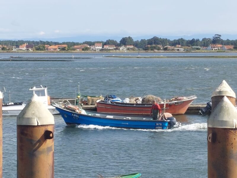 From Aveiro/Ilhavo: Barra, Costa Nova, and Vista Alegre Tour - Discovering Salt Pan Secrets and Birdlife