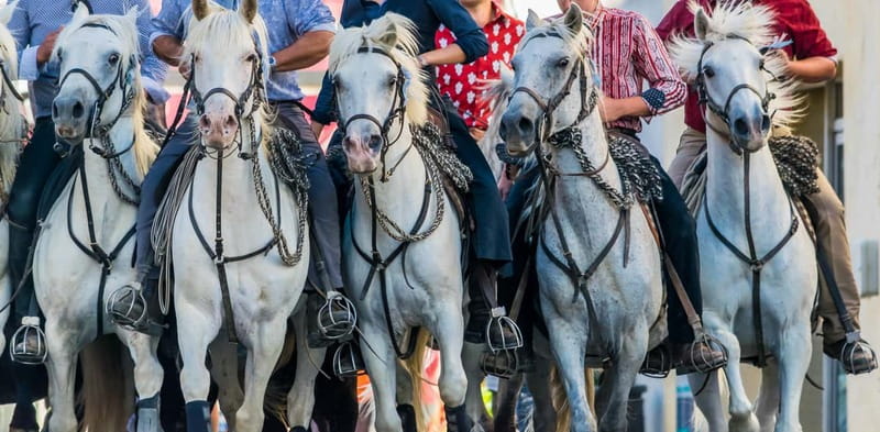From Avignon: Camargue Tour with Pont de Gau Bird Park Entry - Easy Return and Flexibility with Booking Options