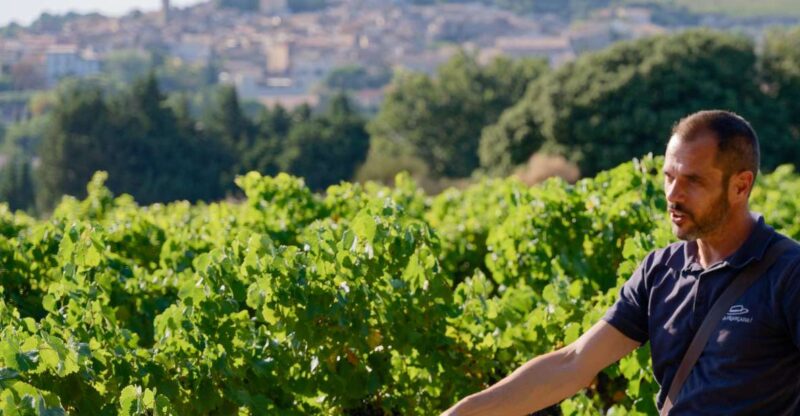 From Avignon: Châteauneuf du Pape Half-Day Wine Tour - Key Points