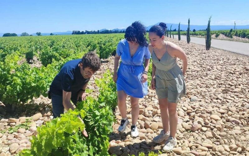 From Avignon: Châteauneuf du Pape Half-Day Wine Tour - Second Wine Tasting in a Different Cellar