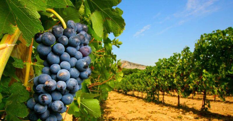From Avignon: Half-Day Great Vineyards Tour - Inside the Vineyards and Villages of the Rhône