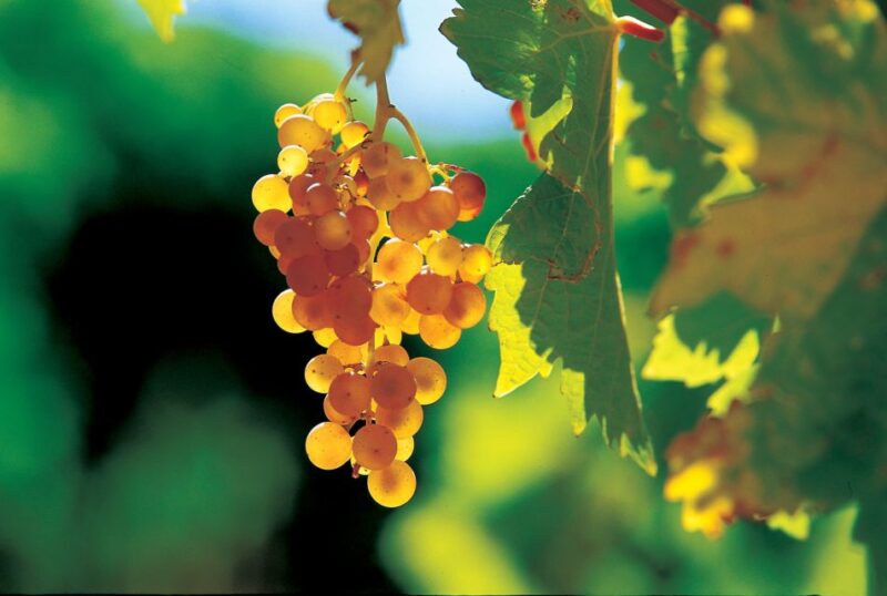 From Avignon: Half-Day Great Vineyards Tour - Guide Expertise and Personalization