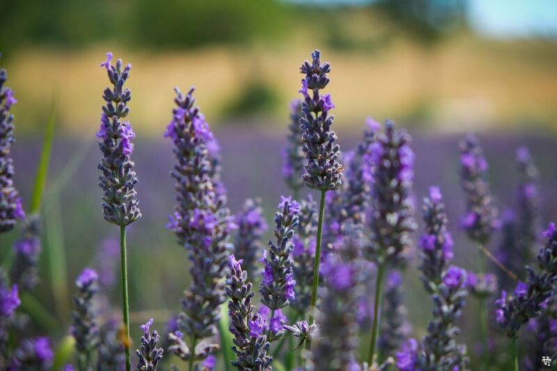 From Avignon: Lavender Fields & Luberon Village Guided Tour - Scenic Lavender Fields in Bloom and Seasonal Variations