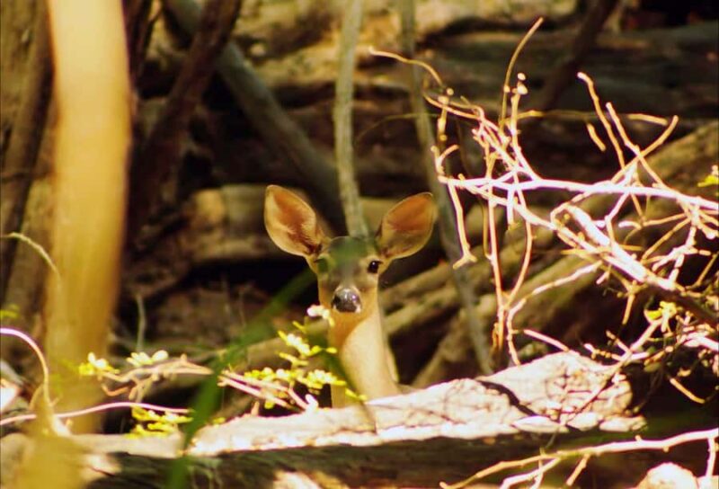 From Bacalar: Calakmul Ruins Expedition & Jungle Trek - The Experience of the Guides and Tour Atmosphere