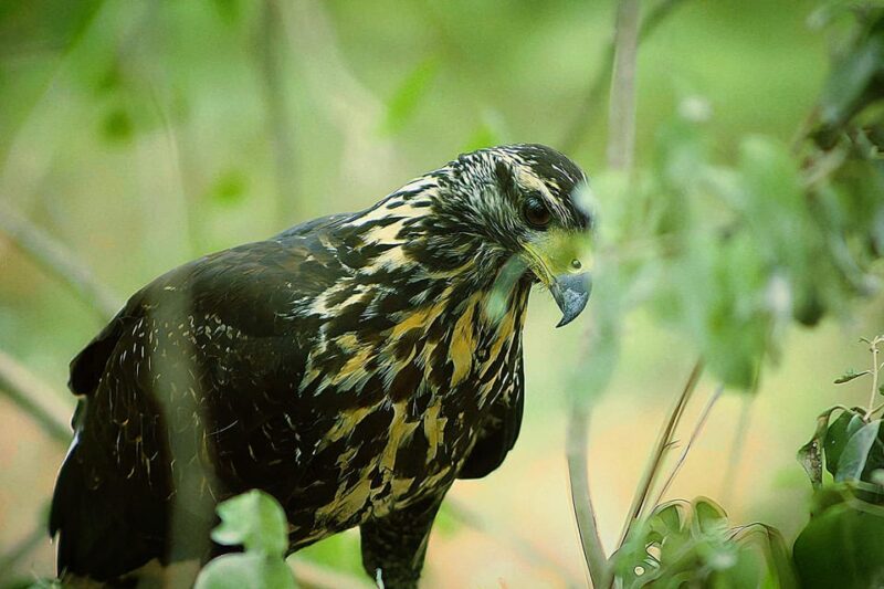 From Bacalar: Calakmul Ruins Expedition & Jungle Trek - Final Thoughts on the Calakmul Jungle and Ruins Tour