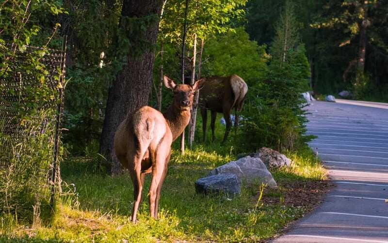 From Banff/Canmore: Banff National Park Guided Day Tour - Surprise Corner: Capture Stunning Views of Banff and Mount Rundle