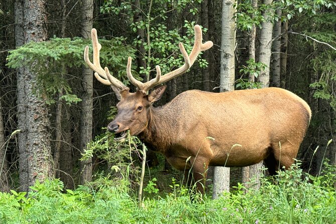 From Banff: Shuttle Service to Moraine Lake & Lake Louise - Key Points