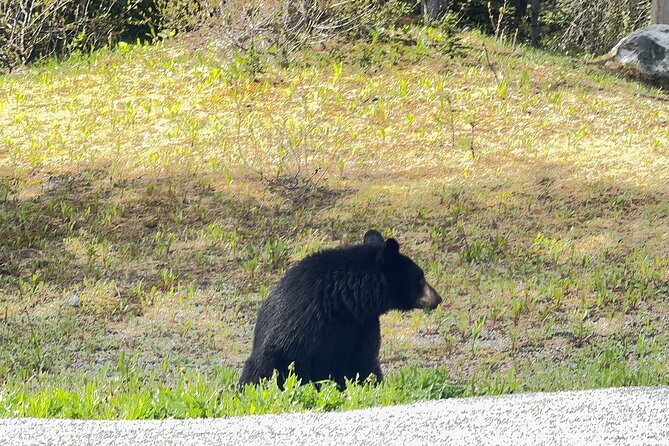 From Banff: Shuttle Service to Moraine Lake & Lake Louise - Limitations and Considerations
