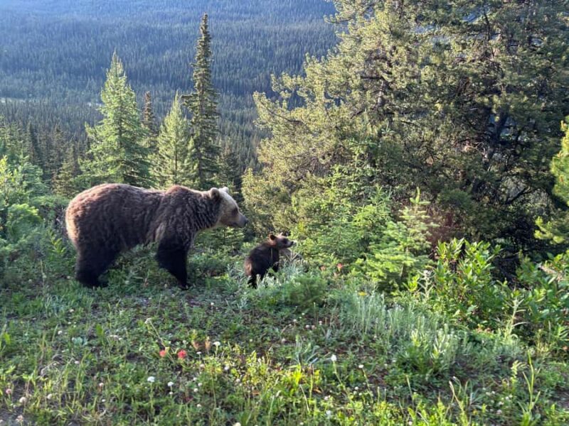 From Banff Wildlife Viewing and Top Sights with Gondola - Iconic Views from Sulphur Mountain via the Banff Gondola