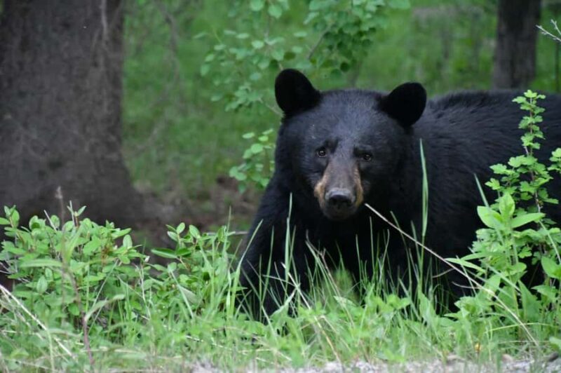 From Banff Wildlife Viewing and Top Sights with Gondola - Wildlife Sightings: A Common and Exciting Feature