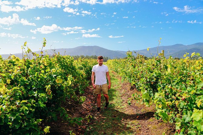 From Barcelona: El Penedès Hike & Wines - Physical Requirements and Tips for Participants