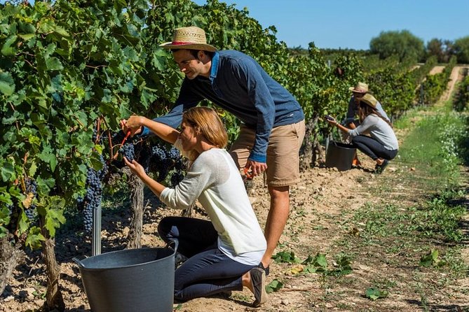 From Barcelona: El Penedès Hike & Wines - Guide Expertise and Guest Interactions