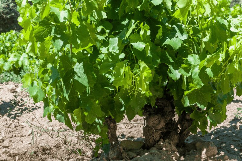 From Barcelona: Kosher Jewish Wine Tour - Exploring the Modernist Elegance of Catadral del Vino