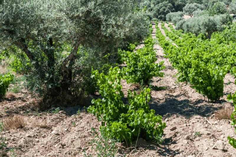From Barcelona: Kosher Jewish Wine Tour - Scenic Drives Through Mountainous Landscapes of Priorat