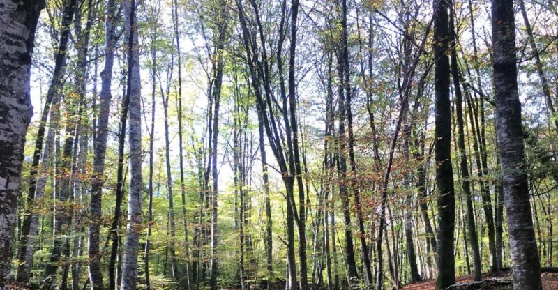 From Barcelona: Medieval Villages and Volcanic Hiking Tour - Exploring Castellfollit de la Roca: A Cliffside Wonder