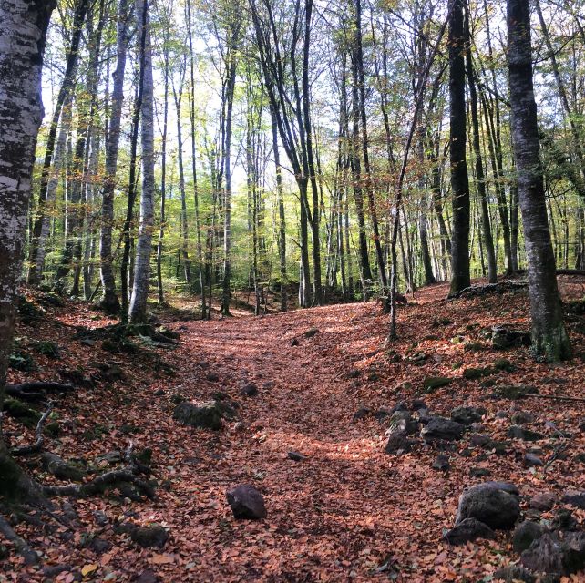 From Barcelona: Medieval Villages and Volcanic Hiking Tour - Hiking the Lava Flows in La Garrotxa: A Scenic Walk Through Volcanic Terrain
