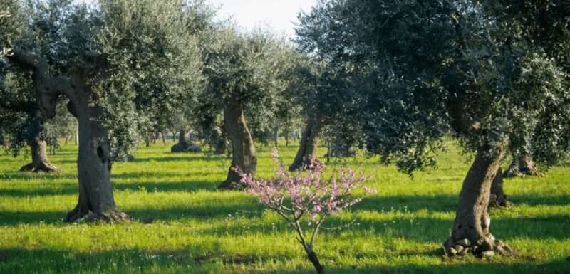 From Bari: 6-Day Puglia and Matera Tour with Accomodation - Booking Flexibility and Cancellation Policy