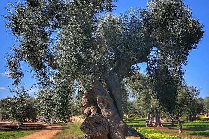 from BARI or OSTUNI to central Puglia wonders tour ! - Why This Tour Stands Out in Puglia
