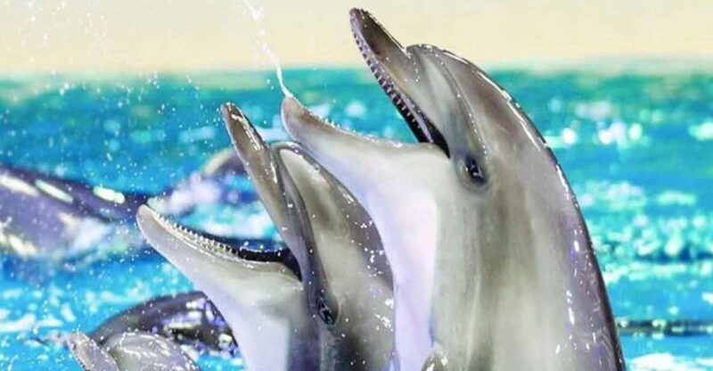 From Belek: Dolphin Show with Transfers - The Dolphin Show: Tricks and Training Demonstrations