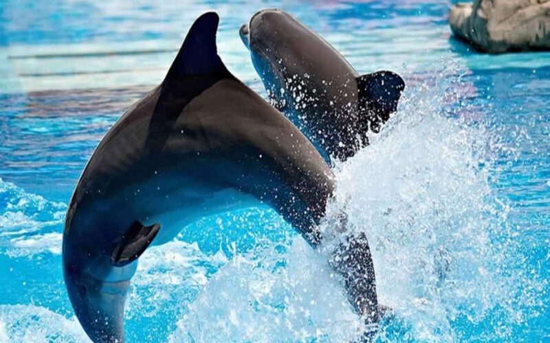 From Belek: Dolphin Show with Transfers - The Experience Provider: Eldorado Tasimacilik Turizm Tic.Ltd.Sti.