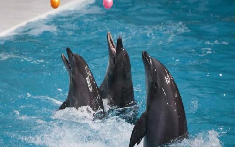 From Belek: Dolphin Show with Transfers - Who Will Enjoy This Dolphin Show Most?