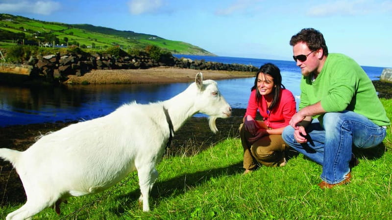 From Belfast: Giant's Causeway, Dunluce Castle & Dark Hedges - Final Thoughts on the Belfast to Giants Causeway Tour