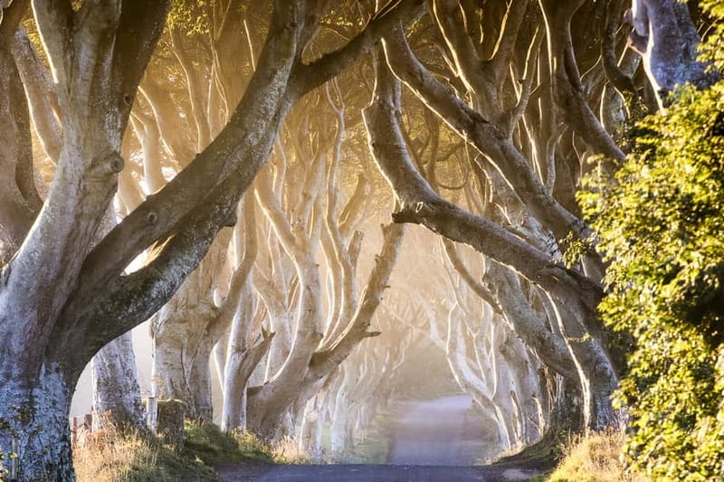 From Belfast: Giant's Causeway & Titanic Experience Belfast - Exploring the Iconic Dark Hedges