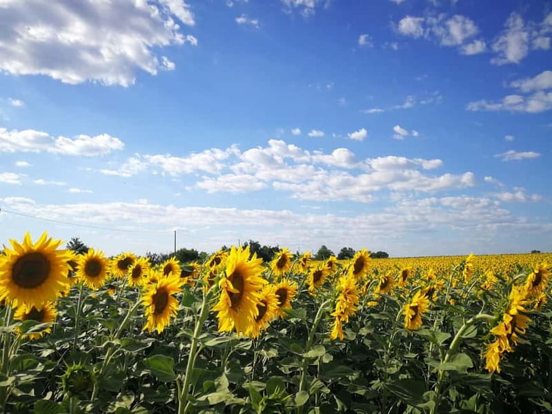 From Belgrade: Novi Sad & Fruska gora & winery and monastery - Exploring Novi Sad’s Architectural Elegance
