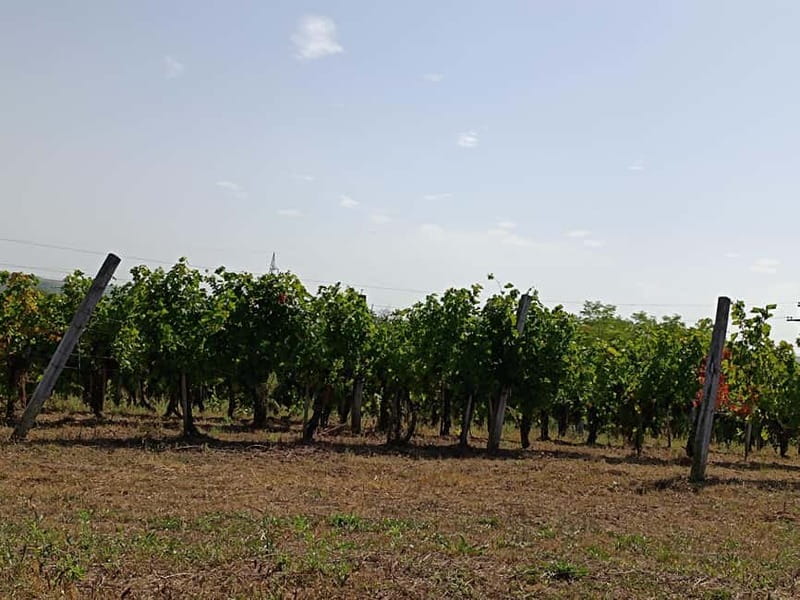 From Belgrade: Oplenac mausoleum Royal tour with winery - The Sum Up: A Rich Blend of Heritage and Tradition