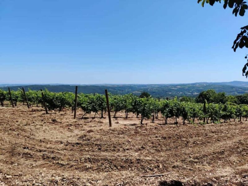 From Belgrade: Serbian Royal Legacy & Wine Day Trip - Key Points