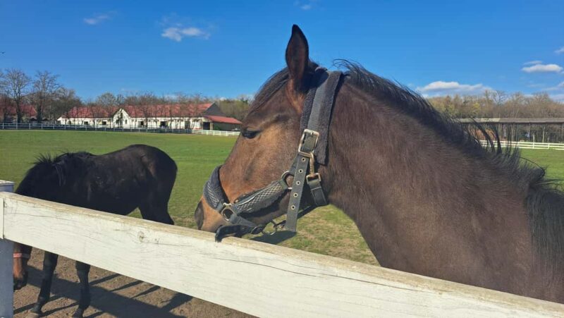 From Belgrade: Visit Subotica and stunning Zobnatica Stables - Activities at Zobnatica Stables: Horse Riding and Carriage Tours