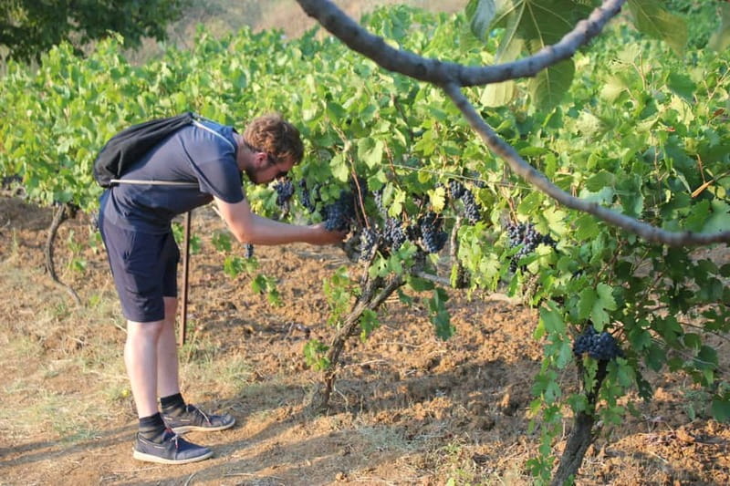 From Berat: Guided Winery Tour with Transfers and Tastings - Key Points