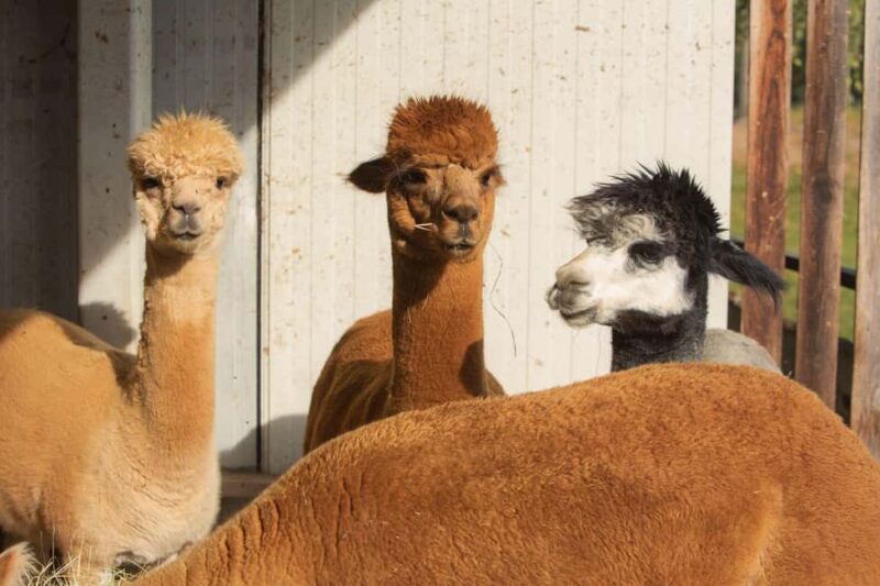 From Berlin: 2.5-Day Nature & Wellness Retreat at a Lake - Key Points