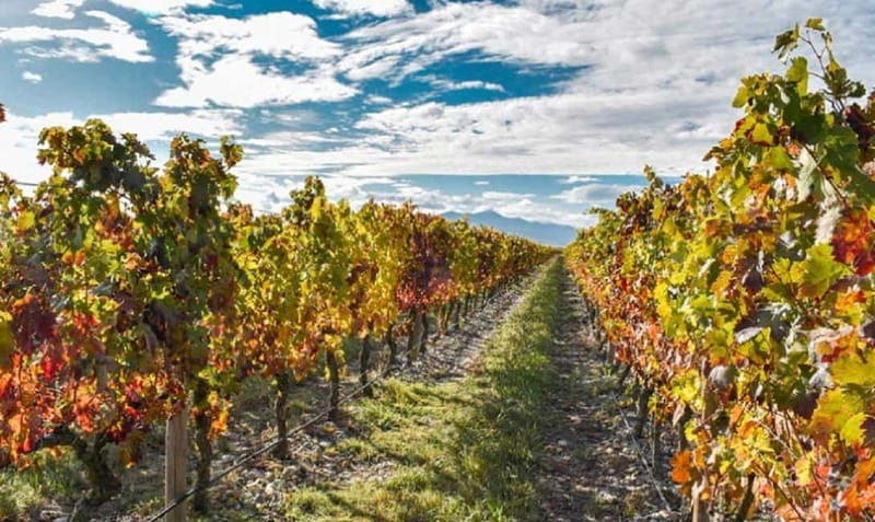 From Bilbao: La Rioja a journey to the vineyards & tradition - Enhancing Your La Rioja Visit