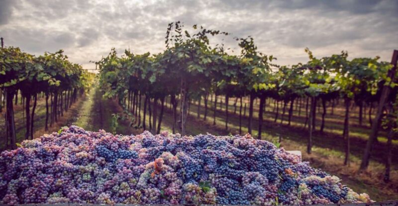 From Bologna: Wine Tasting and Vineyard Tour - Exploring Colli Bolognesi: The Heart of Emilia-Romagna Wines