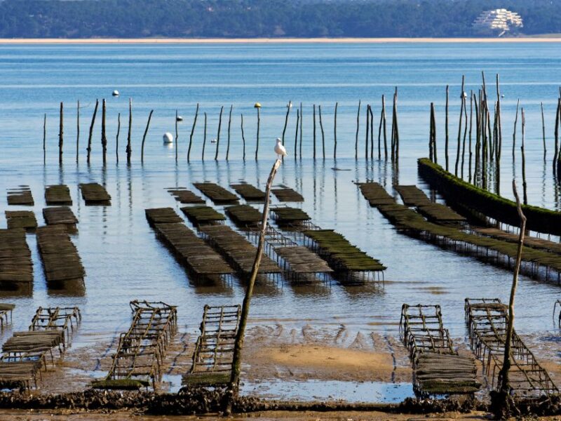From Bordeaux: Arcachon and Pilat Dune Private Tour - Visiting the "Banc dArguin" Nature Reserve