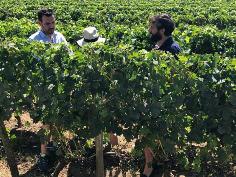 From Bordeaux: Half-Day Saint-Emilion Wine Tour - The Journey to Saint-Emilion’s Vineyards and Village