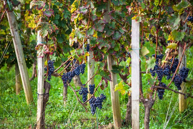 From Bordeaux: Saint-Émilion Half-Day Trip with Wine Tasting - Practical Details and Tips for Participants