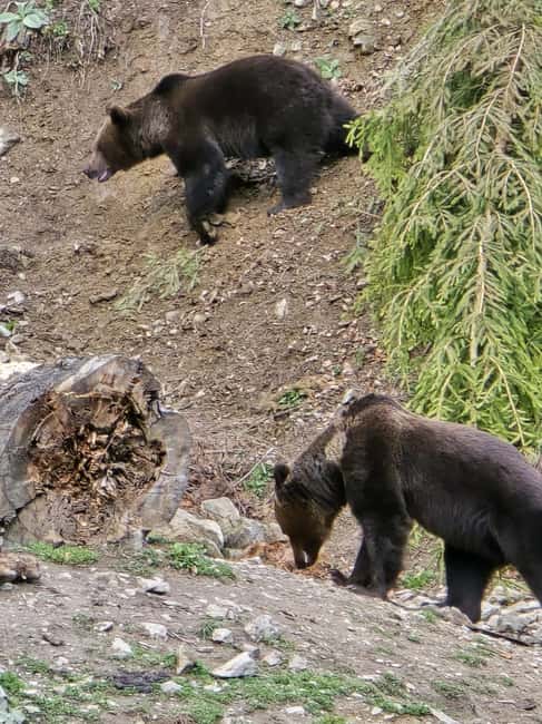 From Brasov: Bear Watching in the Wild ( 100 % ) - Walking or Jeep to the Observation Point