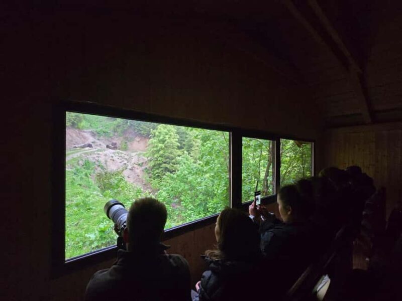 From Brasov: Bear Watching in the Wild ( 100 % ) - Two Hours of Wildlife Observation
