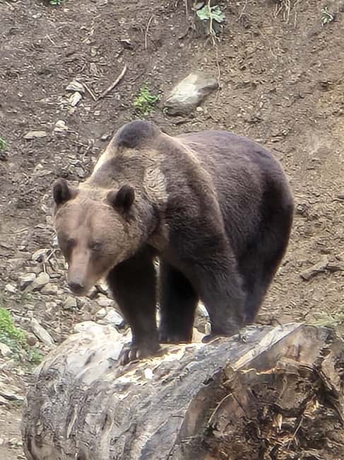 From Brasov: Bear Watching in the Wild ( 100 % ) - Return Journey and Hotel Drop-off