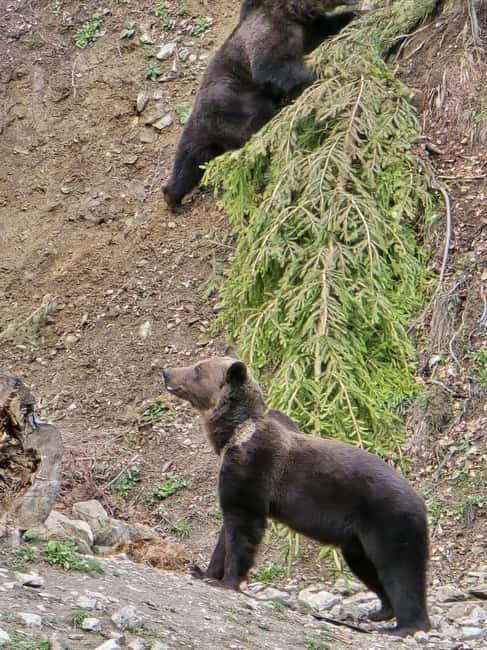 From Brasov: Bear Watching in the Wild ( 100 % ) - What to Bring and What to Avoid
