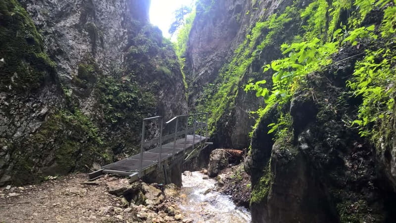 From Brasov: Day Trip to the Seven Ladders Canyon - Alternative Forest Trail Returning to the Base