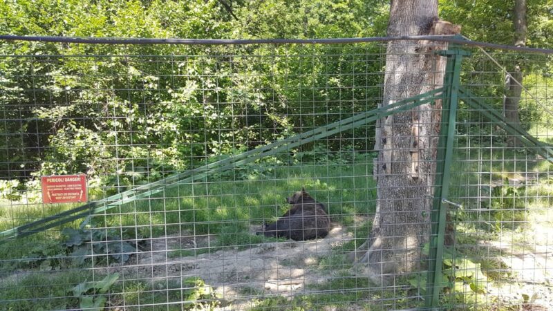 From Brasov: Libearty Bear Sanctuary Guided Tour - Inside the Libearty Bear Sanctuary in Zarnesti