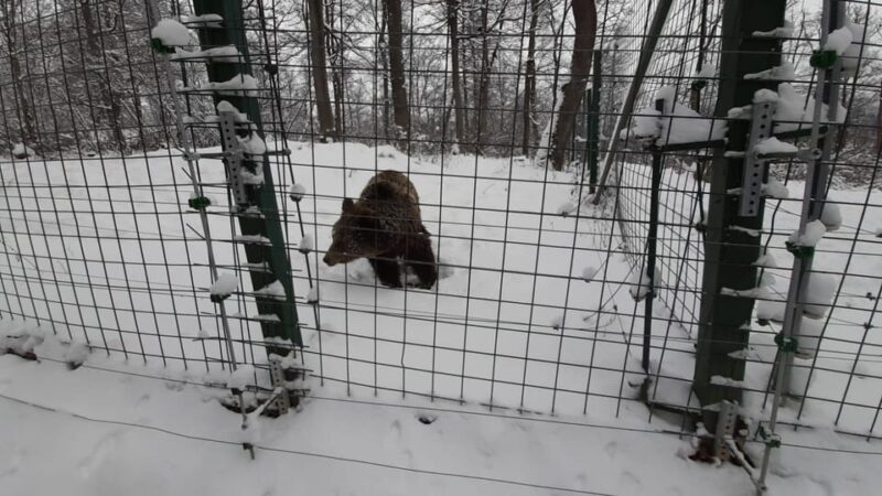 From Brasov: Libearty Bear Sanctuary Guided Tour - Practical Information for Visitors