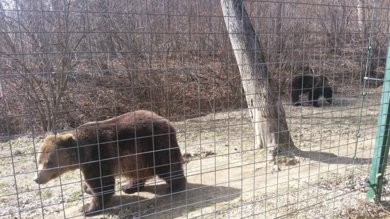 From Brasov: Libearty Bear Sanctuary Guided Tour - The Guide’s Role and Stories