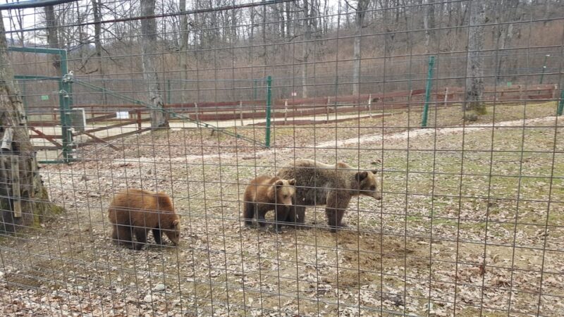 From Brasov: Libearty Bear Sanctuary Guided Tour - Comparing the Experience to Other Zoo Visits