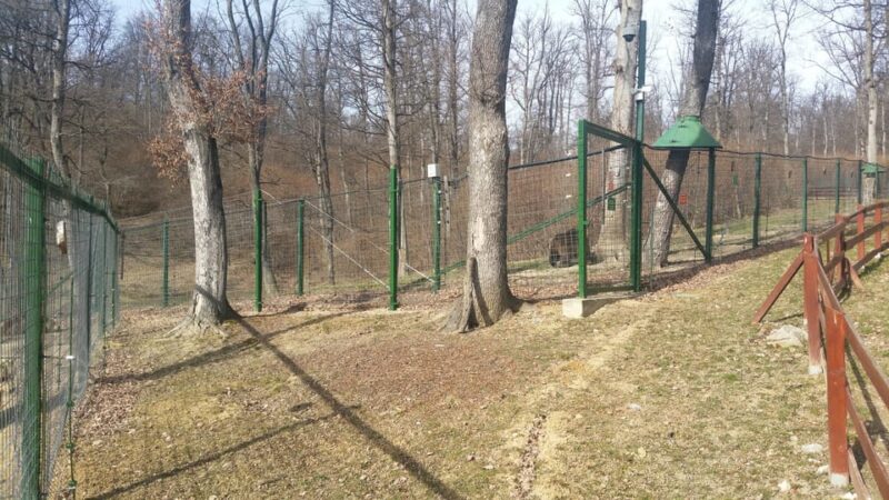 From Brasov: Libearty Bear Sanctuary Guided Tour - Pricing and Value for Money