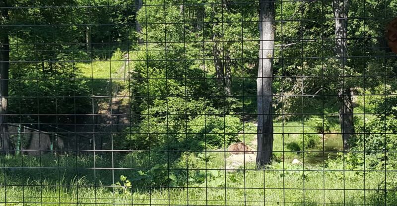 From Brasov: Libearty Bear Sanctuary Guided Tour - Who Will Enjoy This Tour Most?